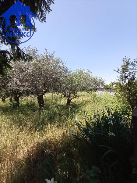 immagine annuncio 11 di 13