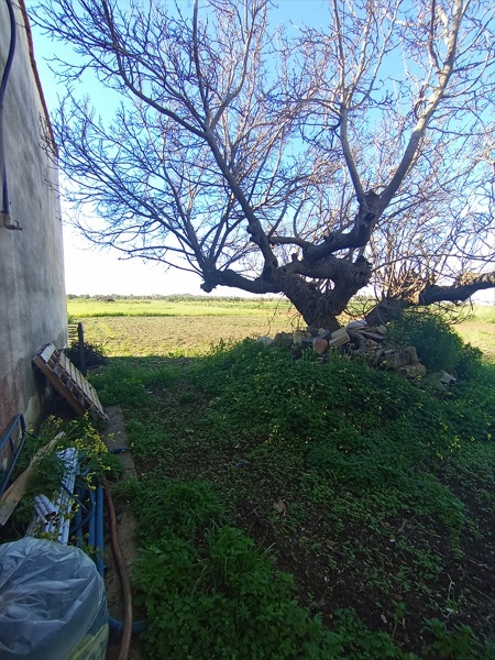 immagine annuncio 5 di 12