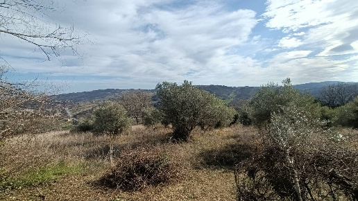 immagine annuncio 9 di 12