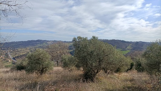 immagine annuncio 10 di 12