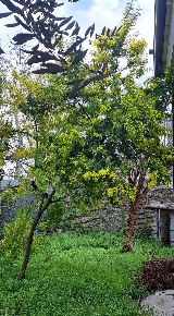Foto Casa indipendente a Forlimpopoli in vendita