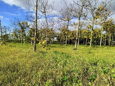 Foto Casa indipendente in Località Nuracesus, Nuraminis di 60 m² in vendita