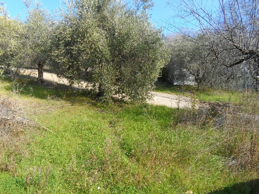 immagine annuncio 4 di 14