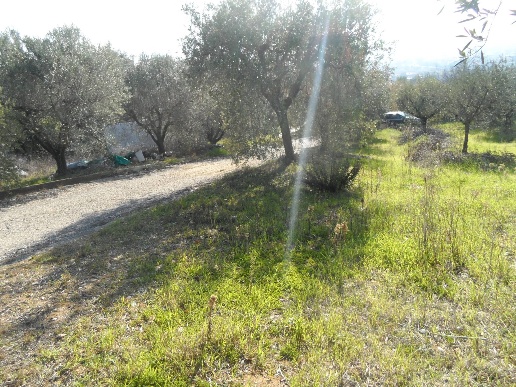 immagine annuncio 7 di 14