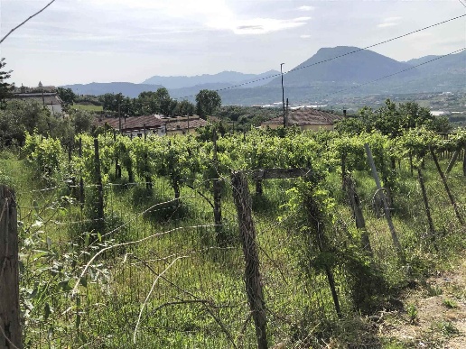 immagine annuncio 2 di 3