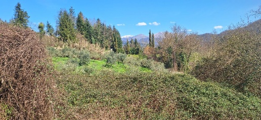 immagine annuncio 3 di 8