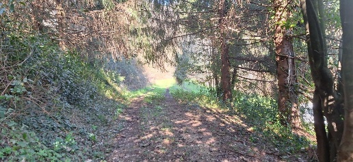 immagine annuncio 4 di 8