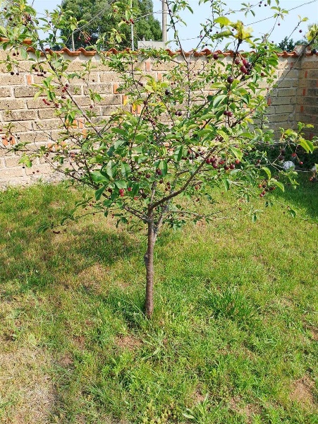 immagine annuncio 4 di 15