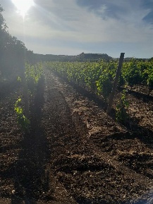 Foto Terreno agricolo a Bitonto di 28000 m² in vendita