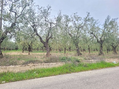 Foto Terreno agricolo in VIA SANTUARIO MADONNA DI RIPALTA, Cerignola