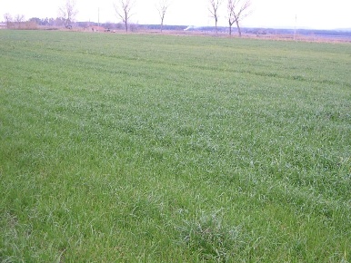 Foto Terreno agricolo a Castagneto Carducci di 10000 m² in vendita