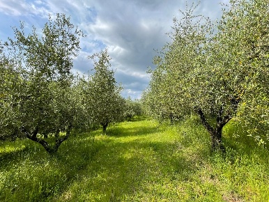 Foto Terreno agricolo a San Miniato Centro Storico di 25756 m² in vendita