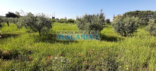 Foto Terreno agricolo a Bibbona Centro di 5700 m² in vendita