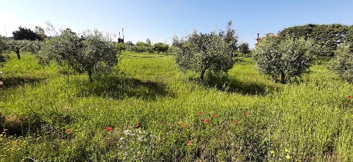 Foto Terreno agricolo a Bibbona Centro di 5700 m² in vendita