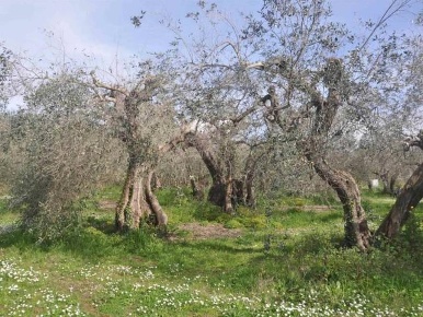 Foto Terreno residenziale a Larciano di 4630 m² in vendita