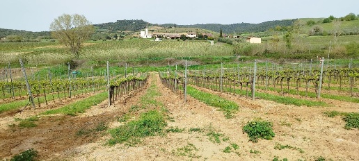 Foto Terreno agricolo a Magliano in Toscana Centro in vendita
