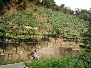 Foto Terreno agricolo a Carrara Fontia, Fossola, Fossone di 3000 m²