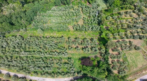 Foto Terreno agricolo a San Miniato Cigoli, La Serra, Bucciano, Balconevisi