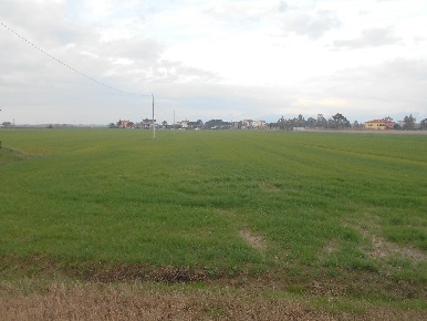 Foto Terreno agricolo a Collesalvetti Vicarello di 25000 m² in vendita