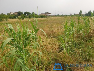 Foto Terreno agricolo a Larciano San Rocco di 1540 m² in vendita