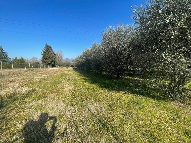 Foto Terreno agricolo a Capannori di 5013 m² in vendita