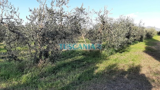 Foto Terreno agricolo a Rosignano Marittimo Rosignano Solvay di 2500 m²