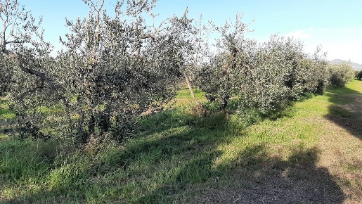 Foto Terreno agricolo a Rosignano Marittimo Rosignano Solvay di 2500 m²