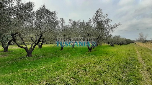 Foto Terreno agricolo a Cecina Cecina Centro di 22000 m² in vendita