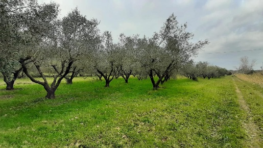 Foto Terreno agricolo a Cecina Cecina Centro di 22000 m² in vendita
