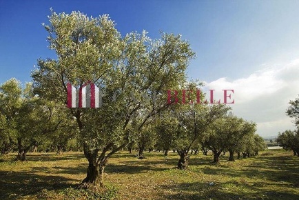 Foto Terreno agricolo a Massarosa Piano di Conca di 20000 m² in vendita