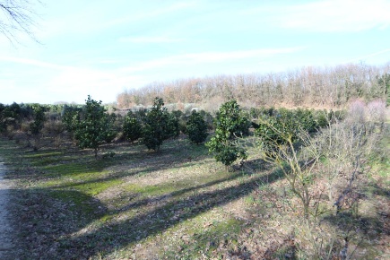 Foto Terreno agricolo a Larciano San Rocco in vendita