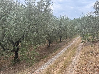 Foto Terreno agricolo a Poggio a Caiano di 9600 m² in vendita