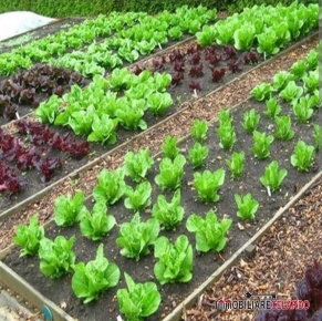 Foto Terreno a Colle di Val d'Elsa Colle Bassa, Via Gramsci di 2500 m²