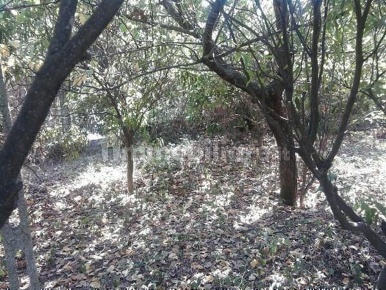 Foto Terreno edificabile in VIA TORRE RANIERI, Napoli Posillipo di 1050 m²