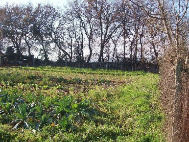 Foto Terreno edificabile a Cepagatti di 1569 m² in vendita