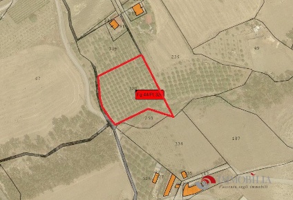 Foto Terreno edificabile a San Lorenzo San Pantaleone di 5000 m² in vendita