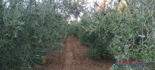 Foto Terreno a Rosignano Marittimo Rosignano Marittimo Paese di 3070 m²
