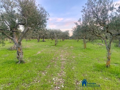 Foto Terreno edificabile a Cellamare di 10000 m² in vendita