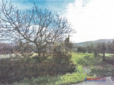 Foto Terreno a Rosignano Marittimo di 3000 m² in vendita