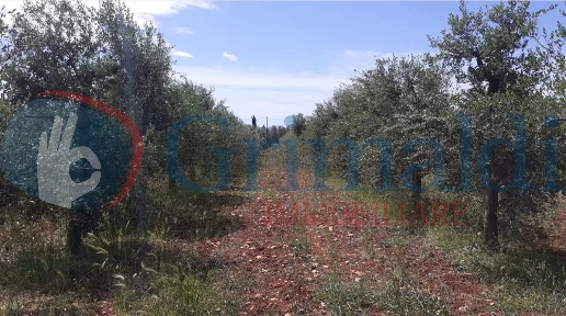 Foto Terreno agricolo in Contrada Scali snc, Sannicola Centro di 25000 m²