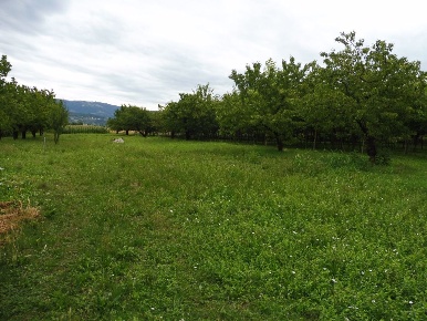 Foto Terreno agricolo a Colceresa di 2500 m² in vendita