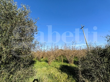 Foto Terreno agricolo in LocalitÃ  Boccalaro snc, Gallese di 42500 m²