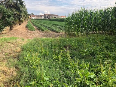 Foto Terreno agricolo in Via VALLIERA - Cavedon 0, Adria Valliera