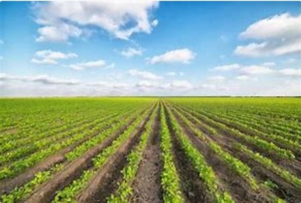 Foto Terreno agricolo in Via PEGOLOTTE Via S. Egidio 0, Cona Pegolotte
