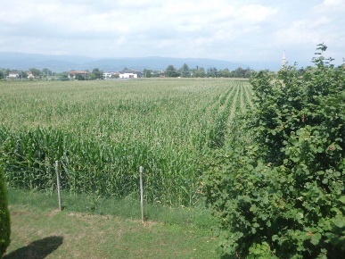 Foto Terreno agricolo a Schiavon Santa Corona di 8750 m² in vendita