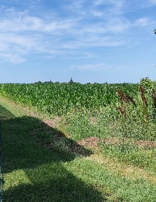 Foto Terreno agricolo in Via CORBOLA Via Roma 0, Corbola di 16572 m²