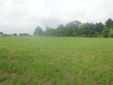 Foto Terreno agricolo a Nove di 6430 m² in vendita