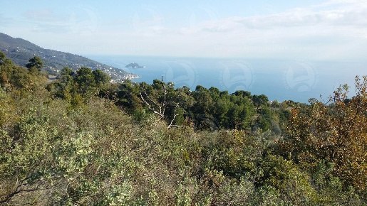 Foto Terreno agricolo in San Bernardo, Alassio di 50000 m² in vendita