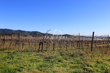 Foto Terreno agricolo a Castiglione della Pescaia di 20000 m² in vendita