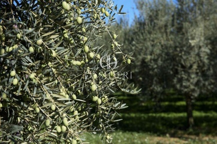 Foto Terreno agricolo a Roccastrada di 55000 m² in vendita